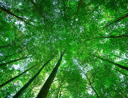 Kölnpfad – Etappe 3: Naturerlebnis rund um Bocklemünd